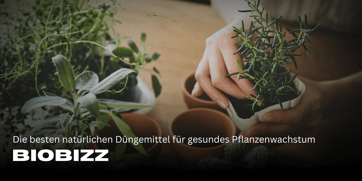 Biobizz: Die besten natürlichen Düngemittel für gesundes Pflanzenwachstum