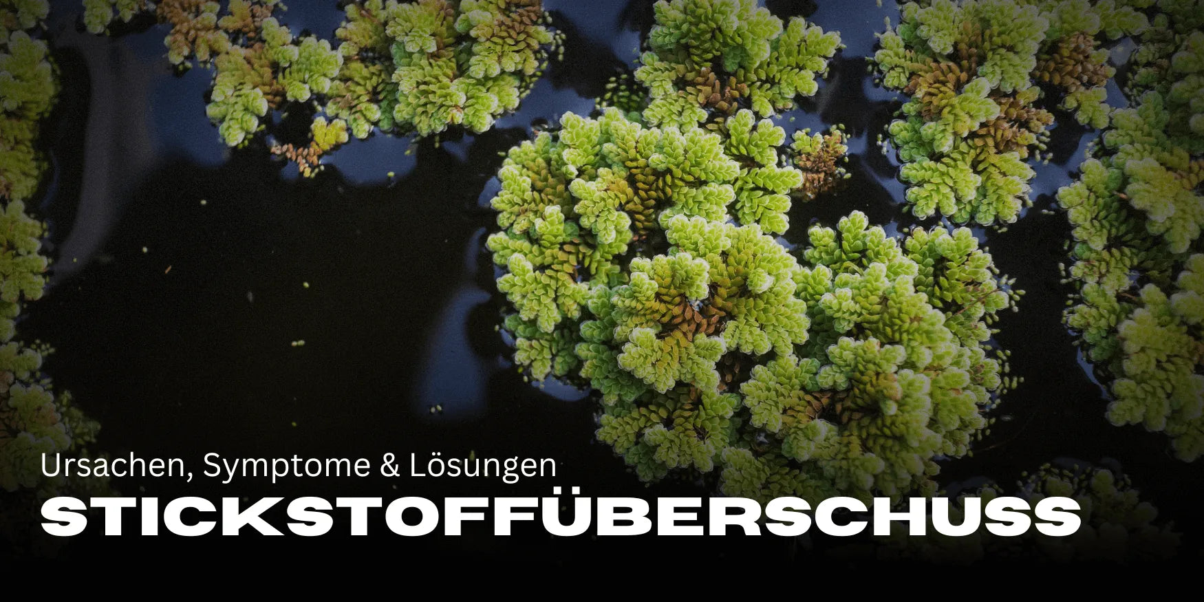 Stickstoffüberschuss bei Cannabis: Ursachen, Symptome & Lösungen