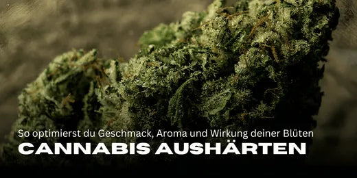 Cannabis aushrten  Methoden fr besseren Geschmack