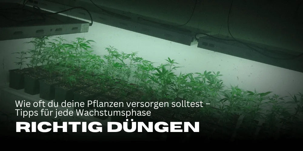 Cannabis richtig düngen: Wie oft du deine Pflanzen versorgen solltest – Tipps für jede Wachstumsphase“