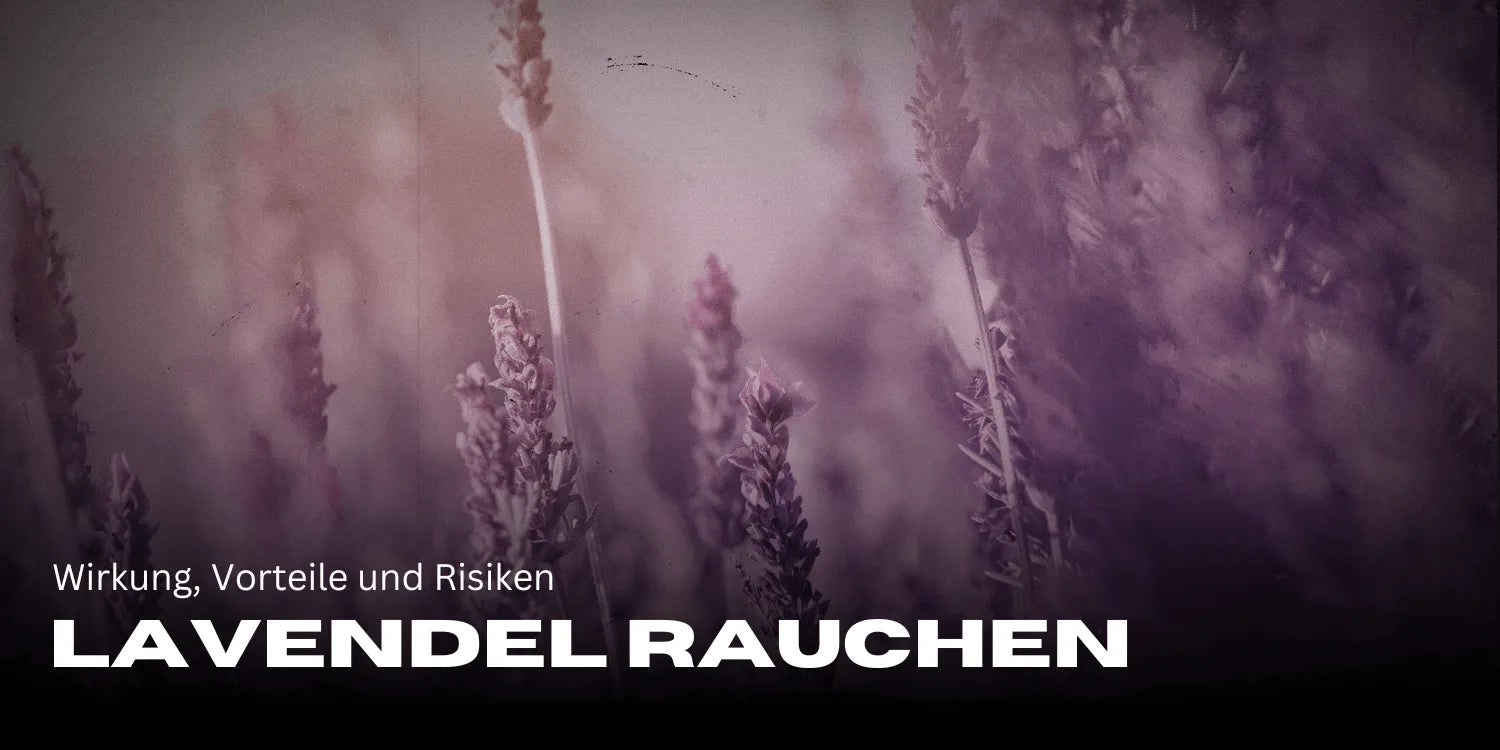 Lavendel rauchen: Wirkung, Vorteile und Risiken Lavendel rauchen: Wirkung, Vorteile und Risiken
