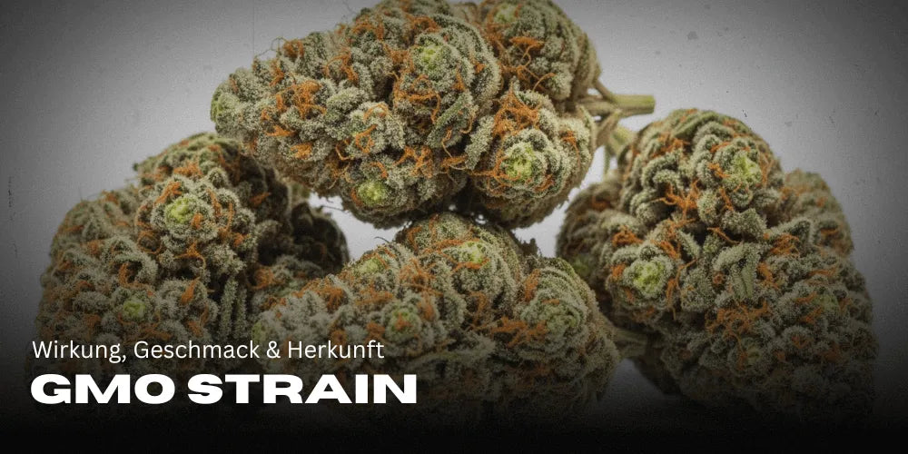 GMO Strain: Wirkung, Geschmack & Herkunft der beliebten Indica