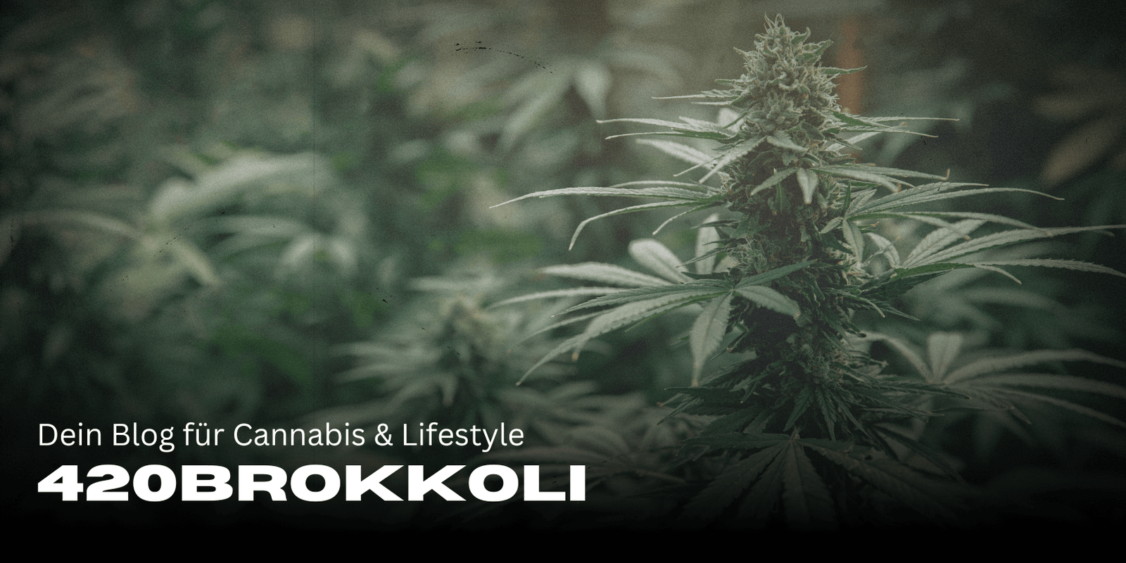 420Brokkoli – Dein Blog für Cannabis & Lifestyle 🌿