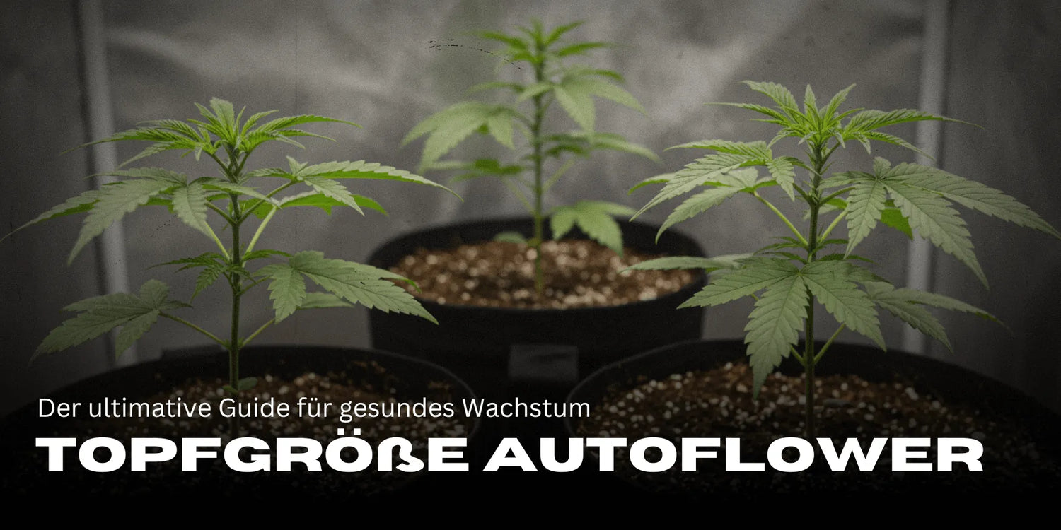 Drei Cannabis Stecklinge in großen Töpfen