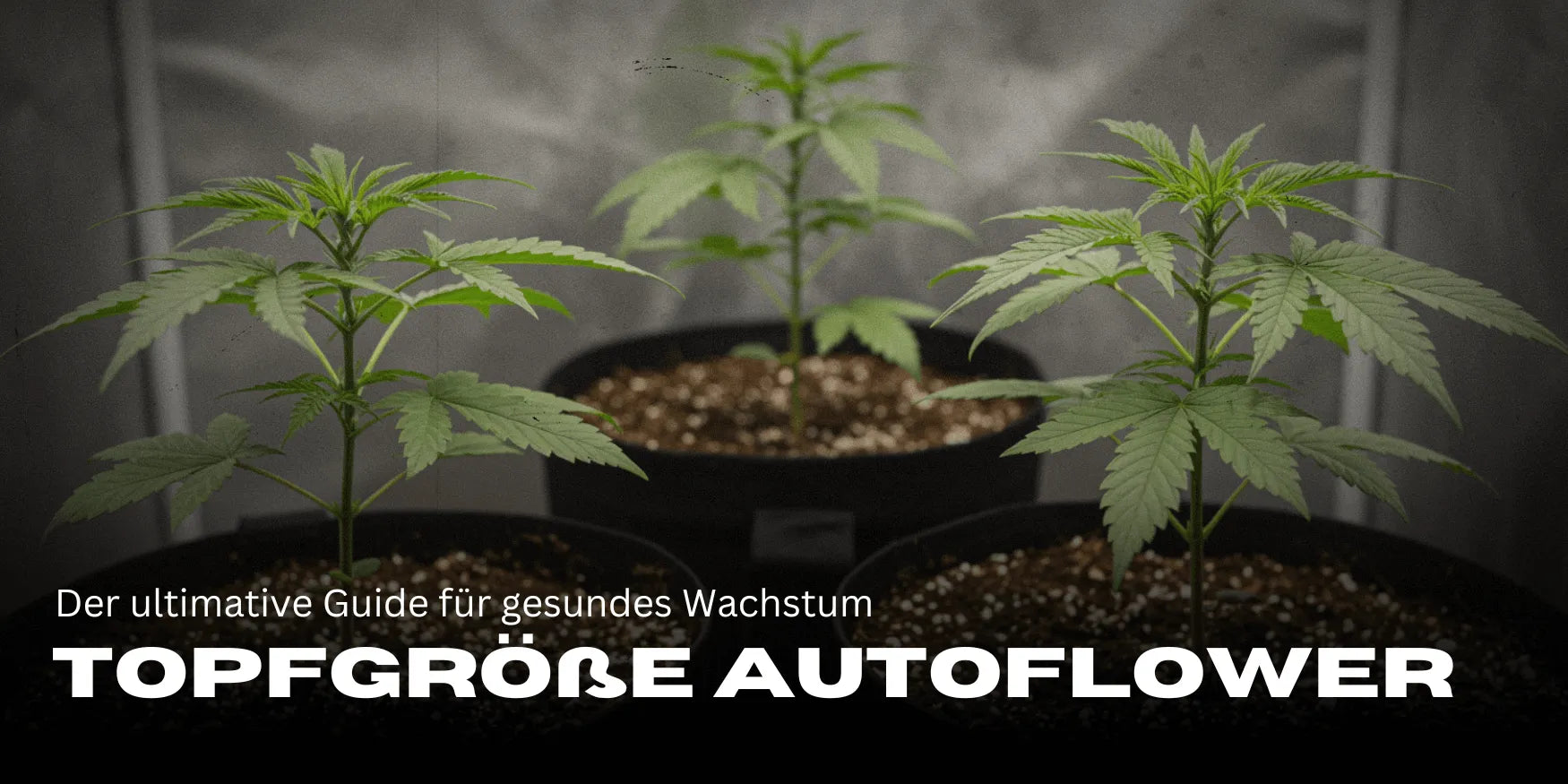 Drei Cannabis Stecklinge in großen Töpfen