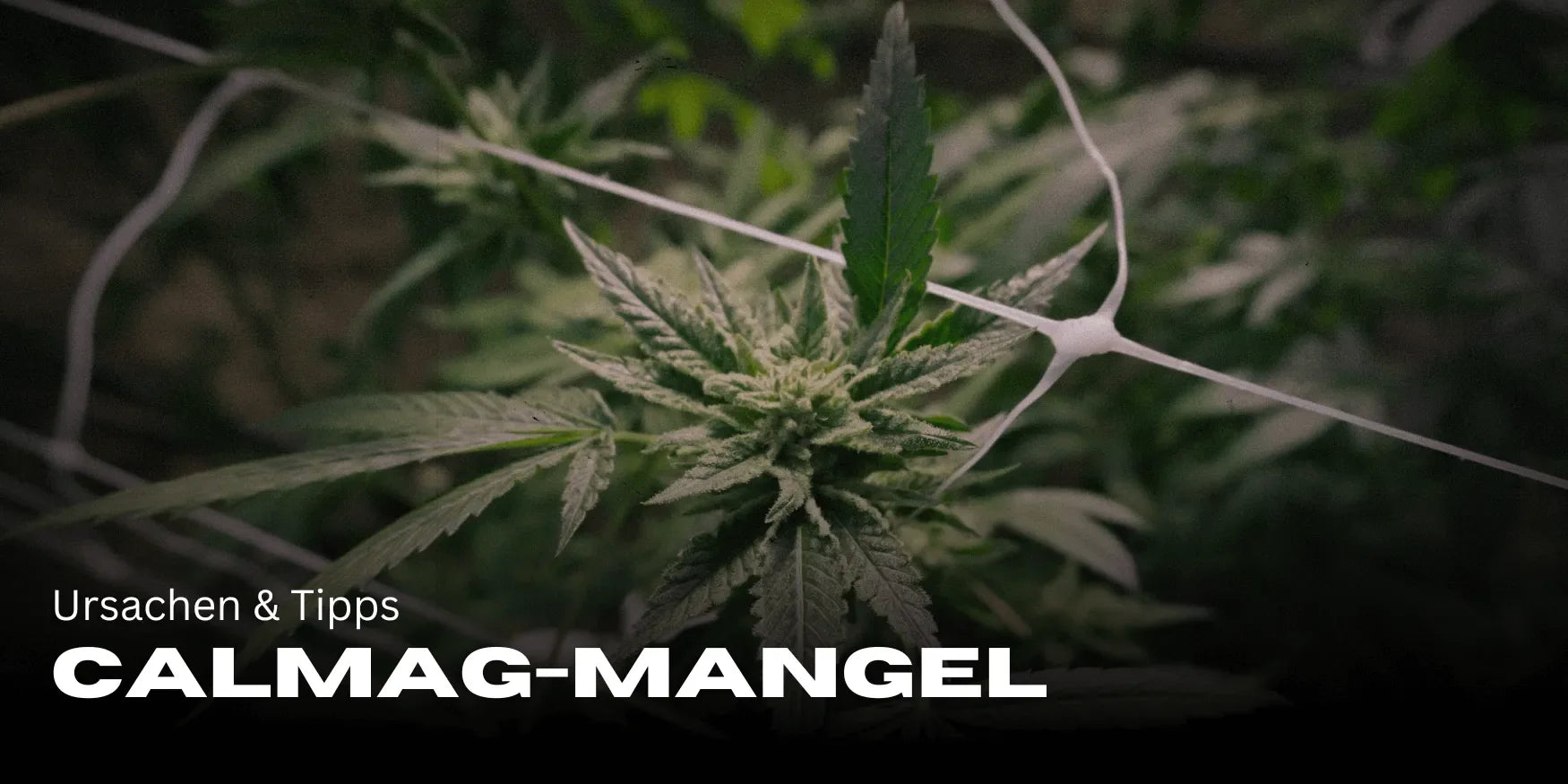 CalMag-Mangel erkennen & beheben: Ursachen & Tipps-Smagro GmbH