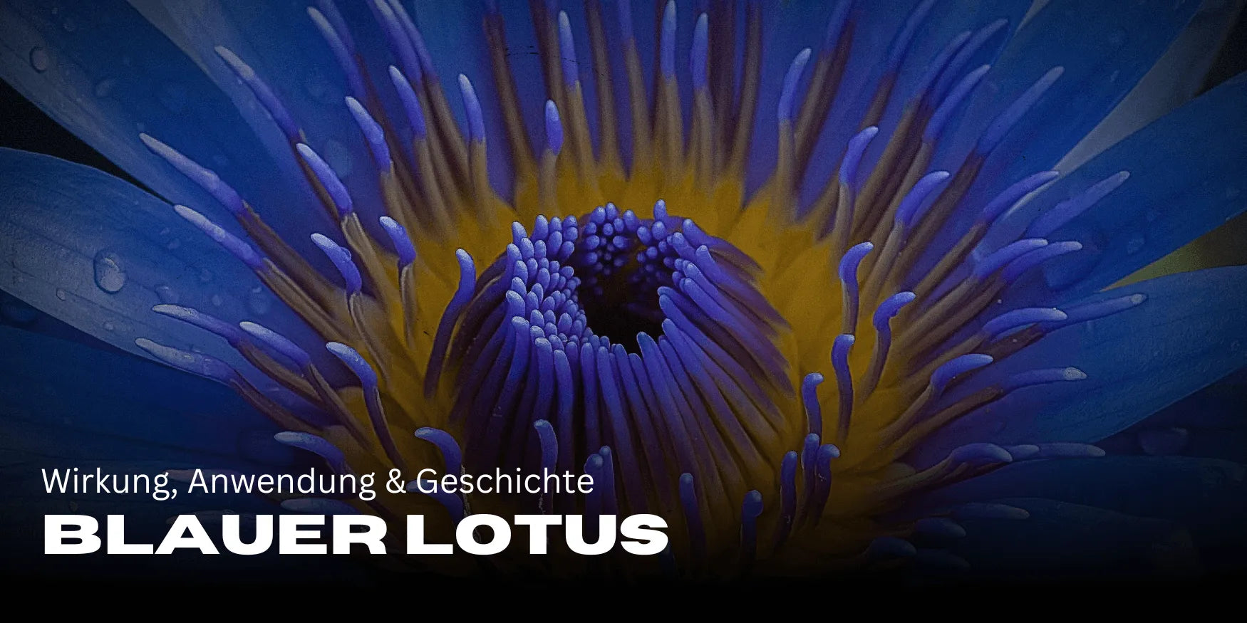 Blauer Lotus  Wirkung, Anwendung & Bedeutung