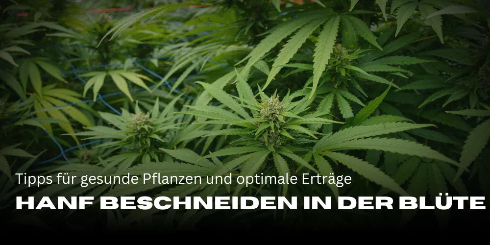 Hanf beschneiden in der Blüte: Tipps für gesunde Pflanzen und optimale Erträge-Smagro GmbH