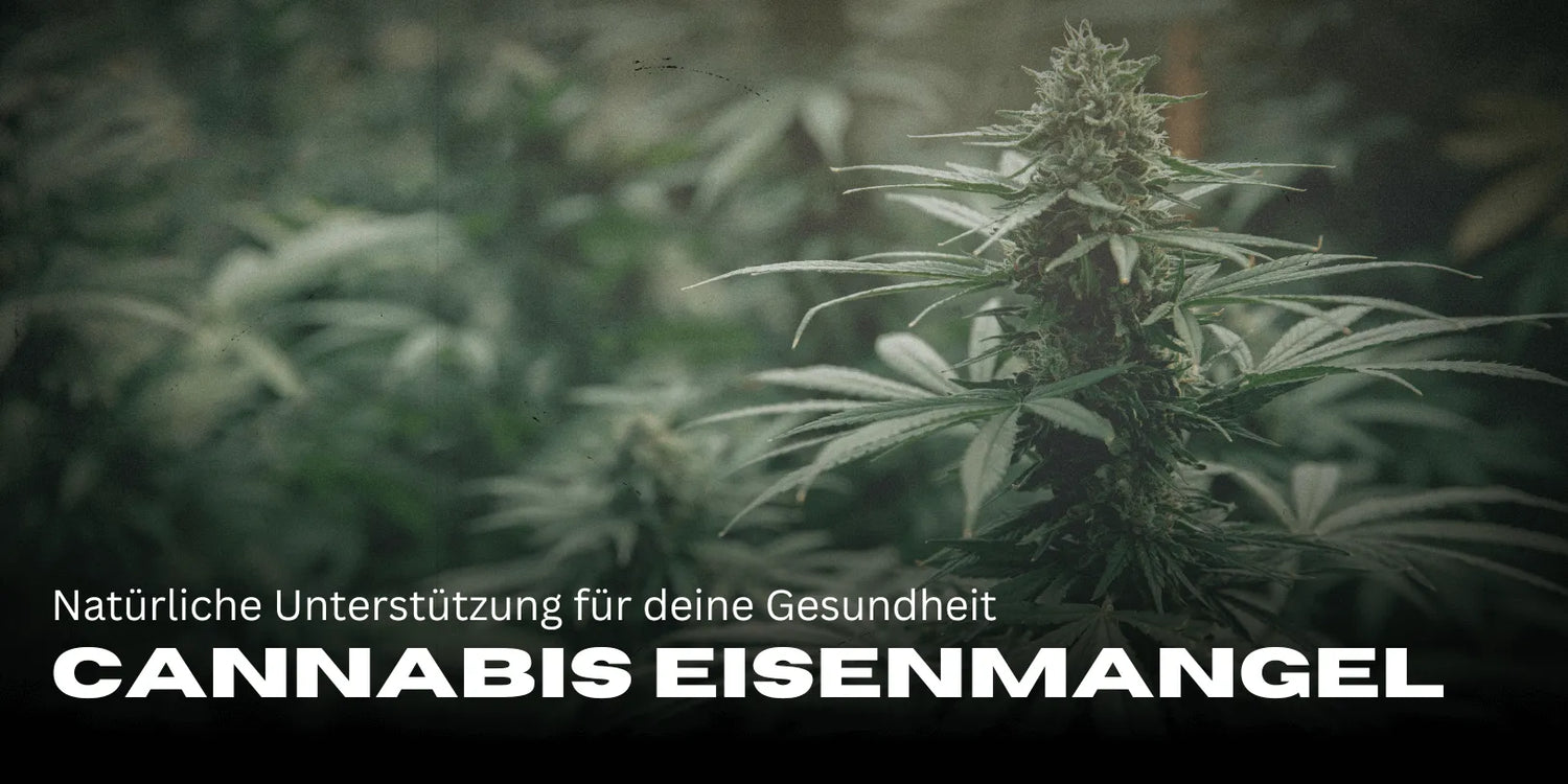 Cannabis bei Eisenmangel: Natürliche Unterstützung für deine Gesundheit-Smagro GmbH
