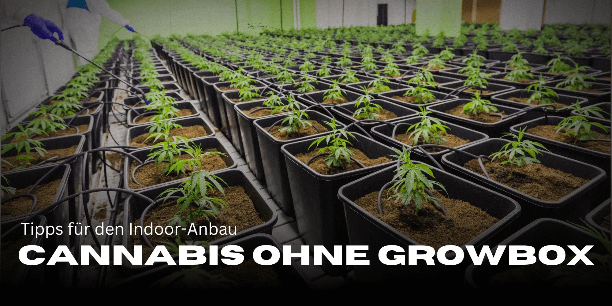 Cannabis ohne Growbox anbauen  So klappt der Indoor-Anbau