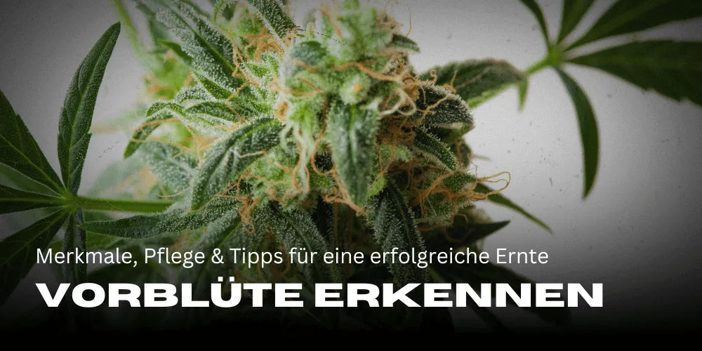 Cannabis Vorblte: Wichtige Merkmale & Pflege-Tipps