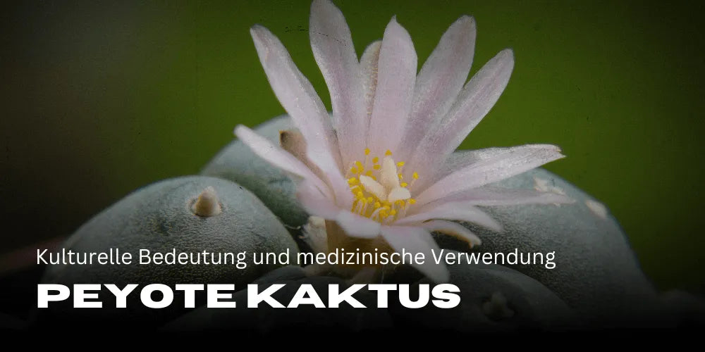 Peyote Kaktus: Kultur & Heilkraft