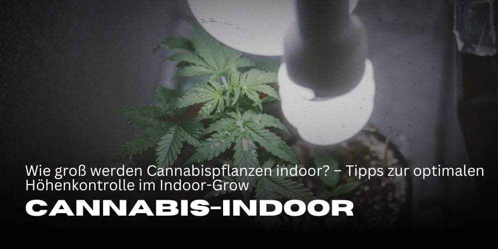 Wie groß werden Cannabispflanzen indoor? – Tipps zur optimalen Höhenkontrolle im Indoor-Grow