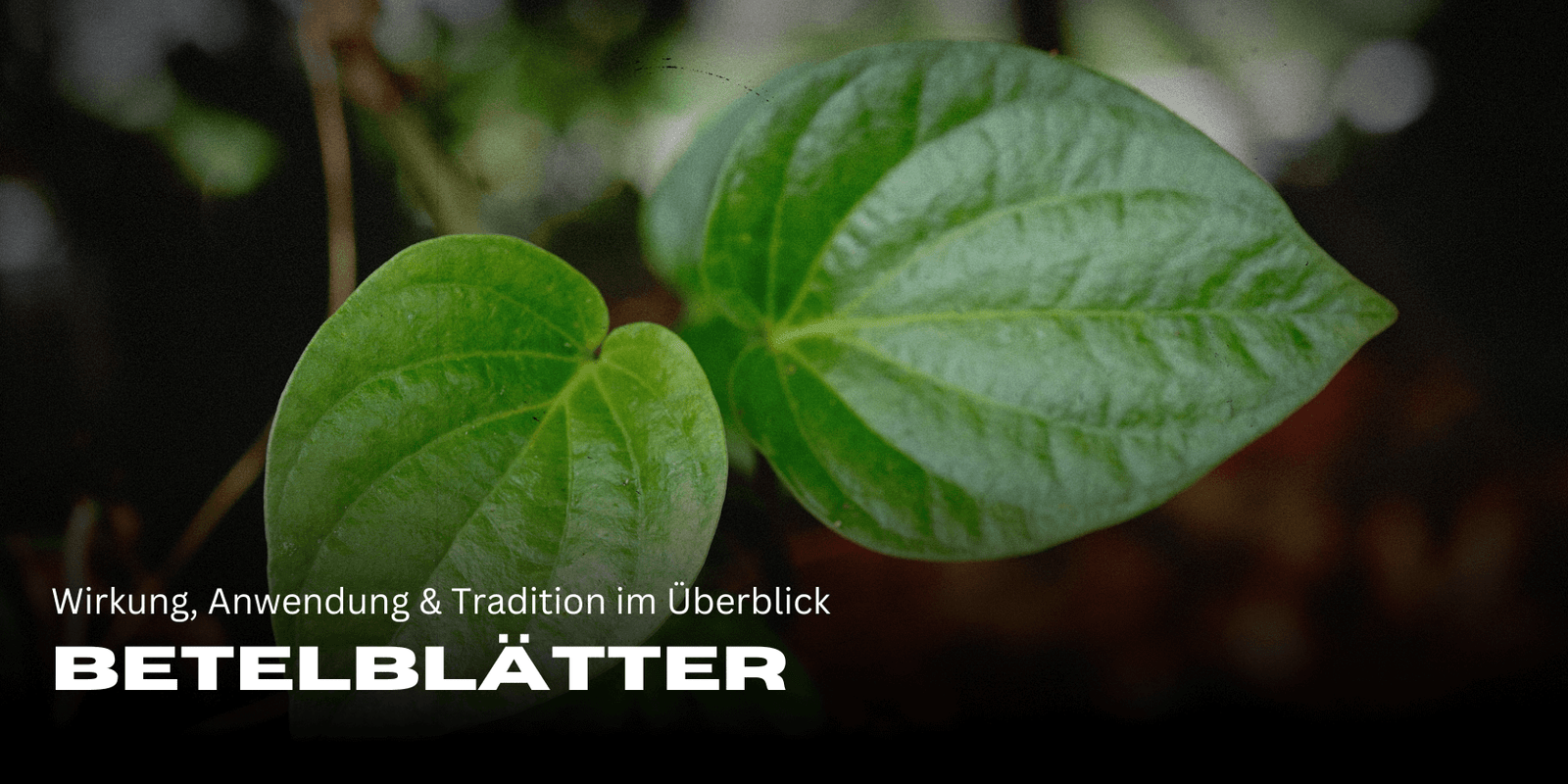 Betelblätter: Wirkung, Anwendung & Tradition im Überblick