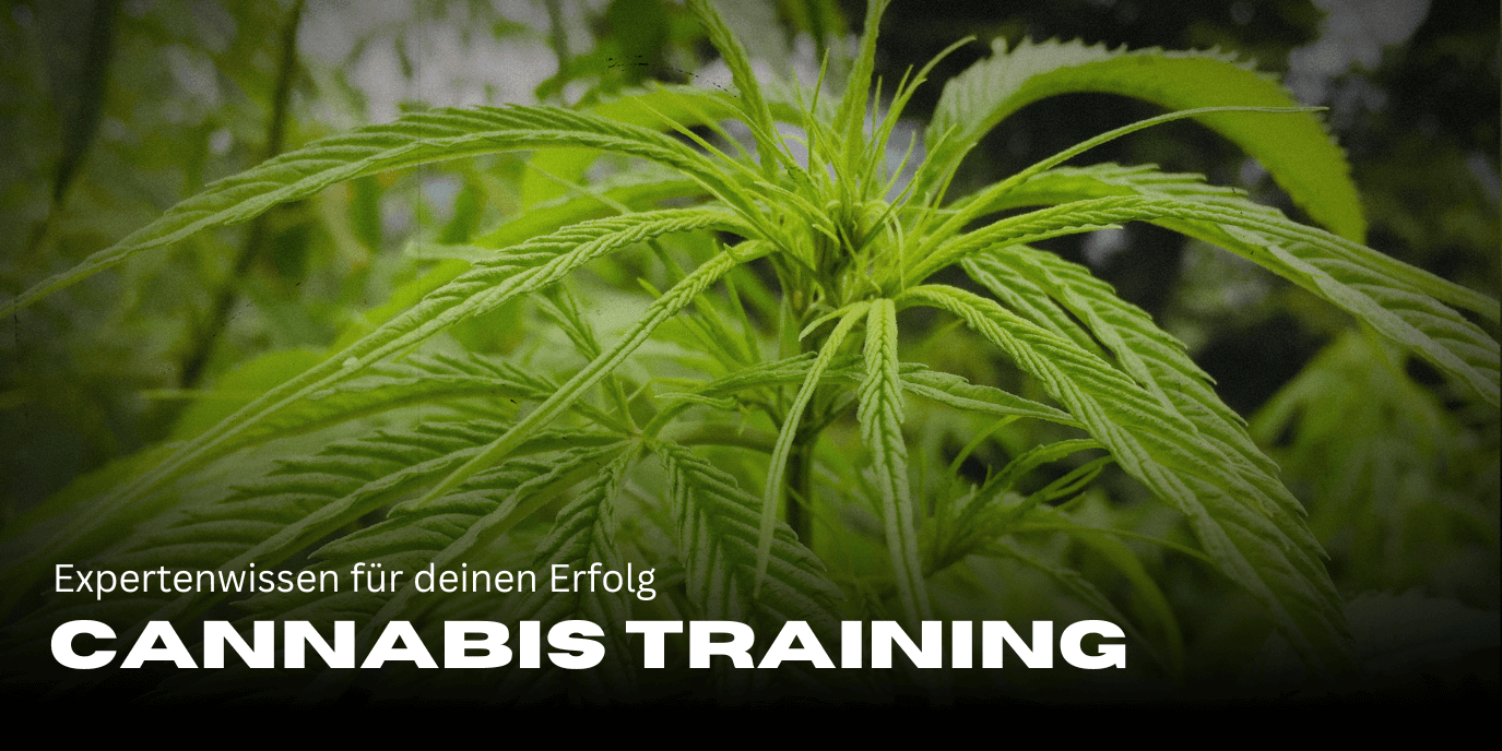 Cannabis Training: Expertenwissen fĂŒr deinen Erfolg