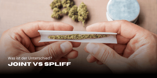Joint vs Spliff Cannabis Buds im Hintergrund Blur und im Fokus ein Joint der gedreht wird.