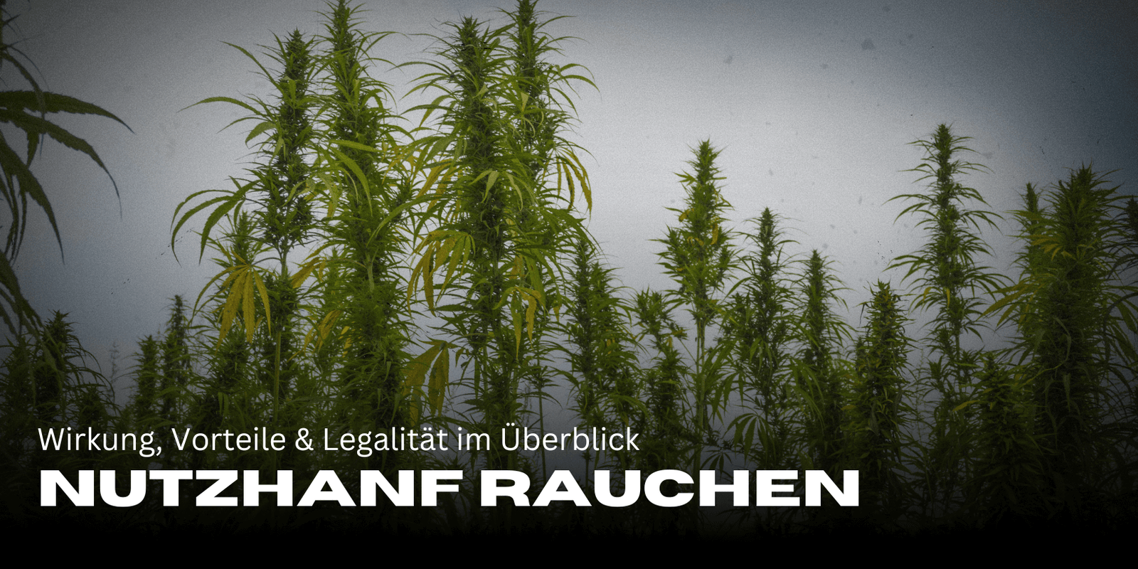 Nutzhanf rauchen: Wirkung, Vorteile & LegalitĂ€t im Ăberblick