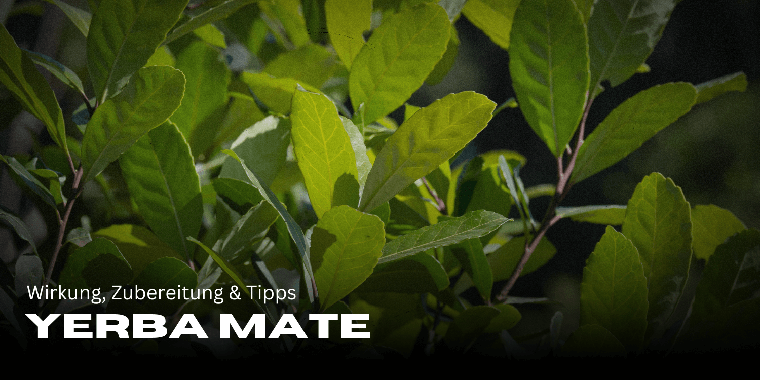 Yerba Mate: Wirkung, Zubereitung & Tipps für mehr Energie