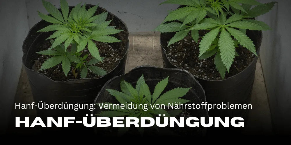 hibiskus düngen hornspäne Hibiskus Dünger von Flora Boost