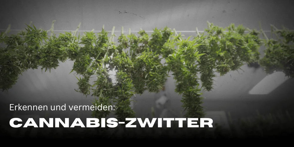 Cannabis-Zwitter erkennen und vermeiden: Tipps für den Anbau-Smagro GmbH