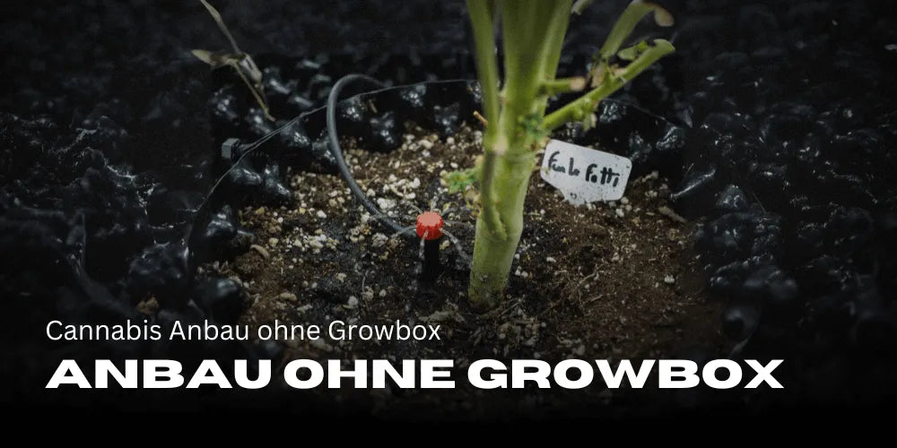 Cannabis Anbau ohne Growbox  So funktioniert's wirklich!