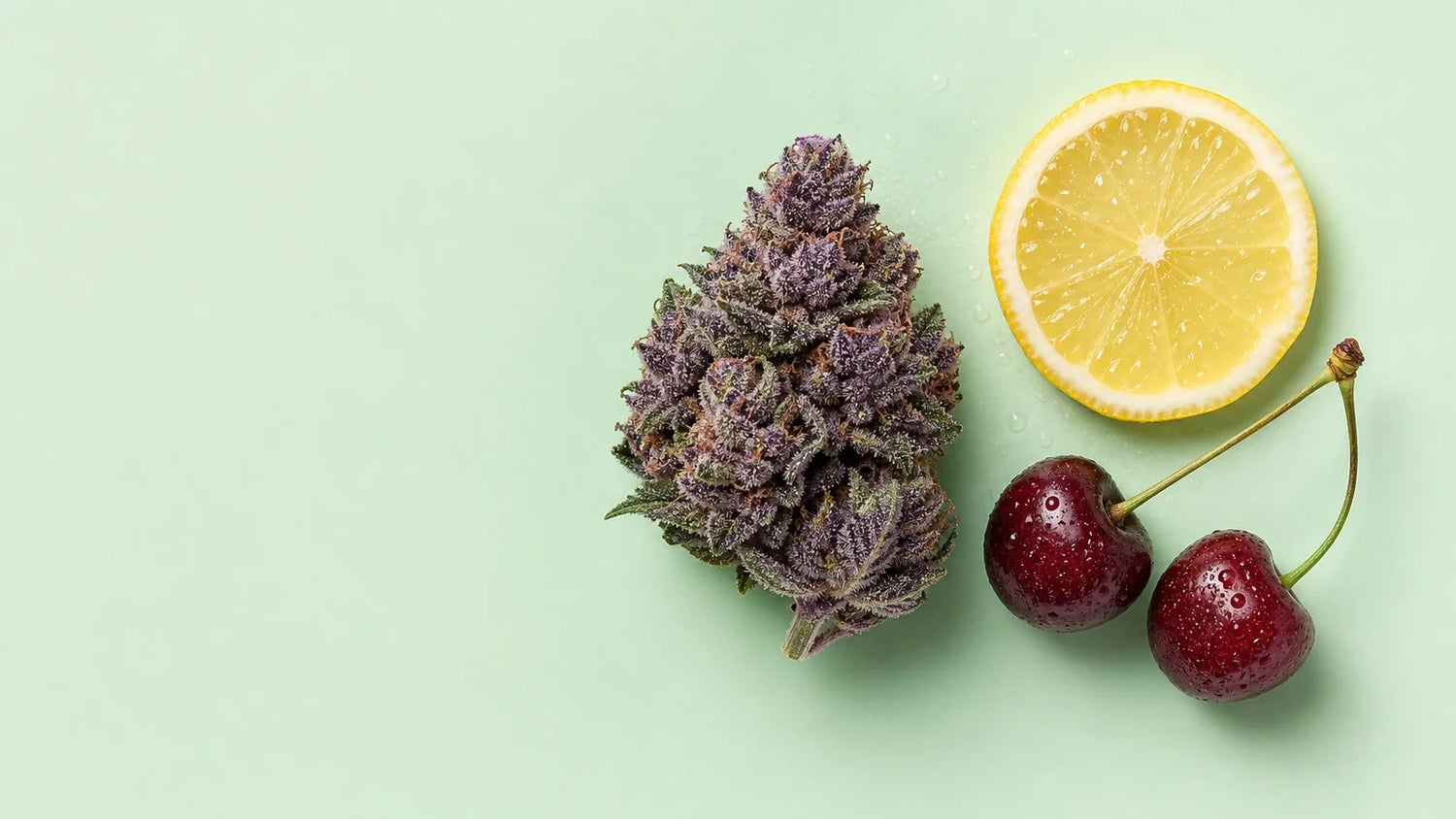 Lemon Cherry Gelato Blüte mit Zitronenscheibe und Kirschen auf Mint-Hintergrund
