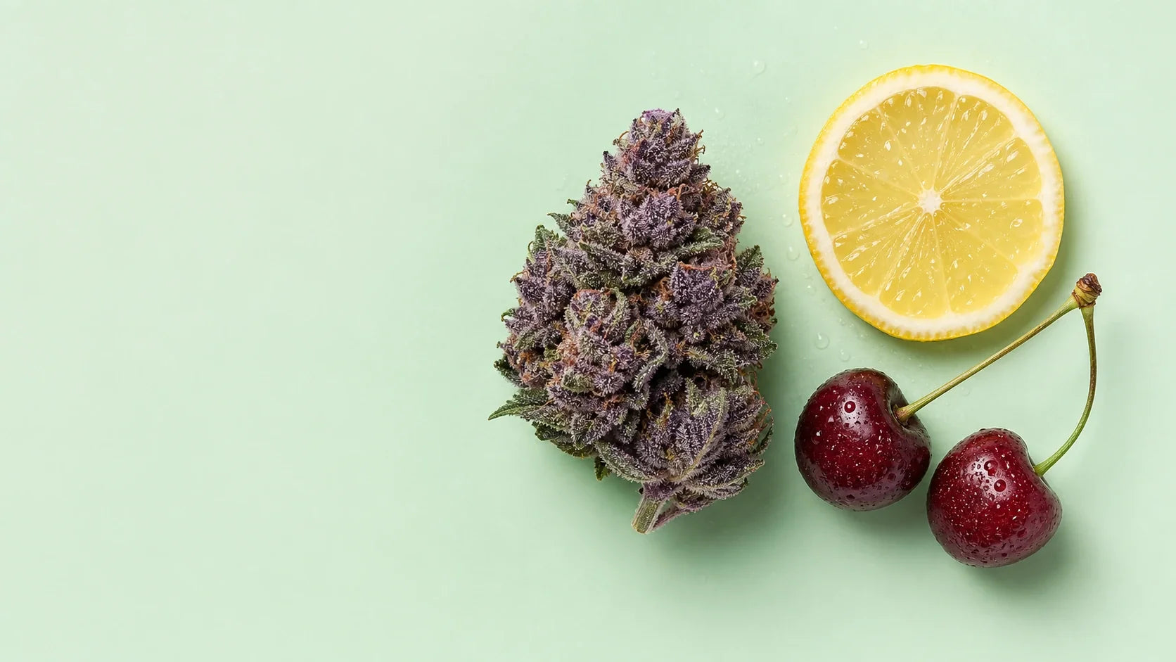 Lemon Cherry Gelato Blüte mit Zitronenscheibe und Kirschen auf Mint-Hintergrund