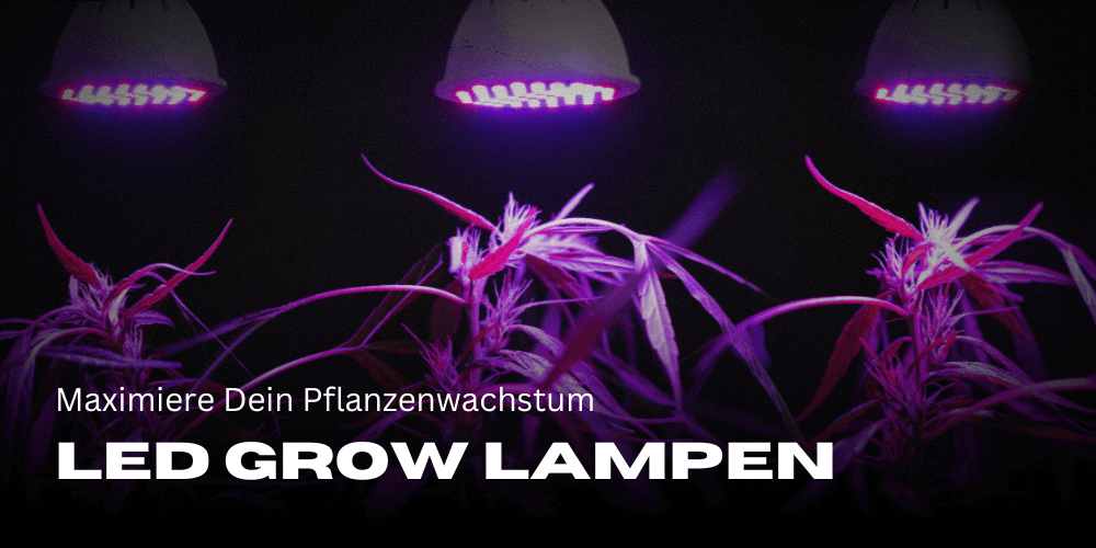 Die Besten LED Grow Lampen 2024