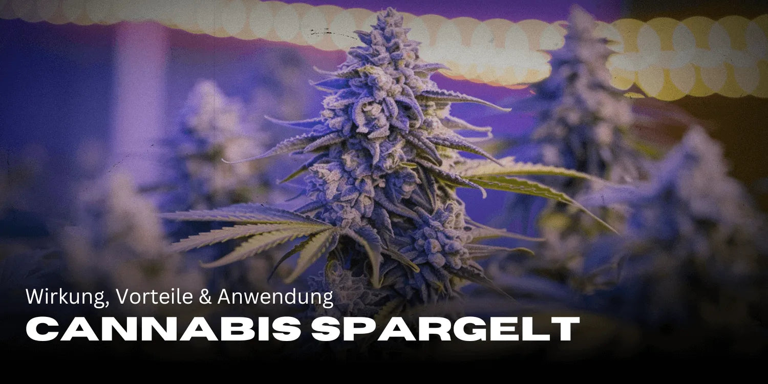 Cannabis Spargelt: Wirkung, Vorteile & Anwendung im Überblick 🌿-Smagro GmbH