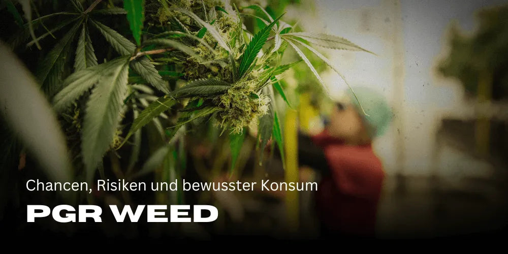 PGR Weed: Vor-, Nachteile, Chancen und Risiken