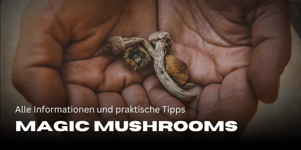 Magic Mushrooms: Alle Informationen und praktische Tipps