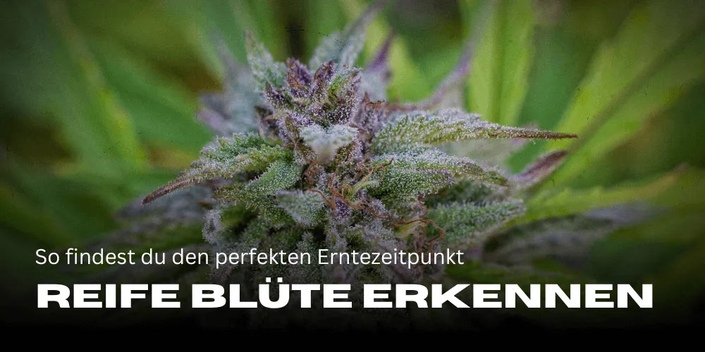 Reife Cannabisblüte erkennen: So findest du den perfekten Erntezeitpunkt