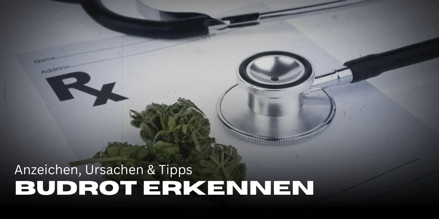 Budrot (Blütenfäule) erkennen: Anzeichen, Ursachen & Tipps-Smagro GmbH