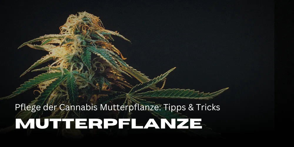 Pflege der Cannabis Mutterpflanze  Tipps & Tricks
