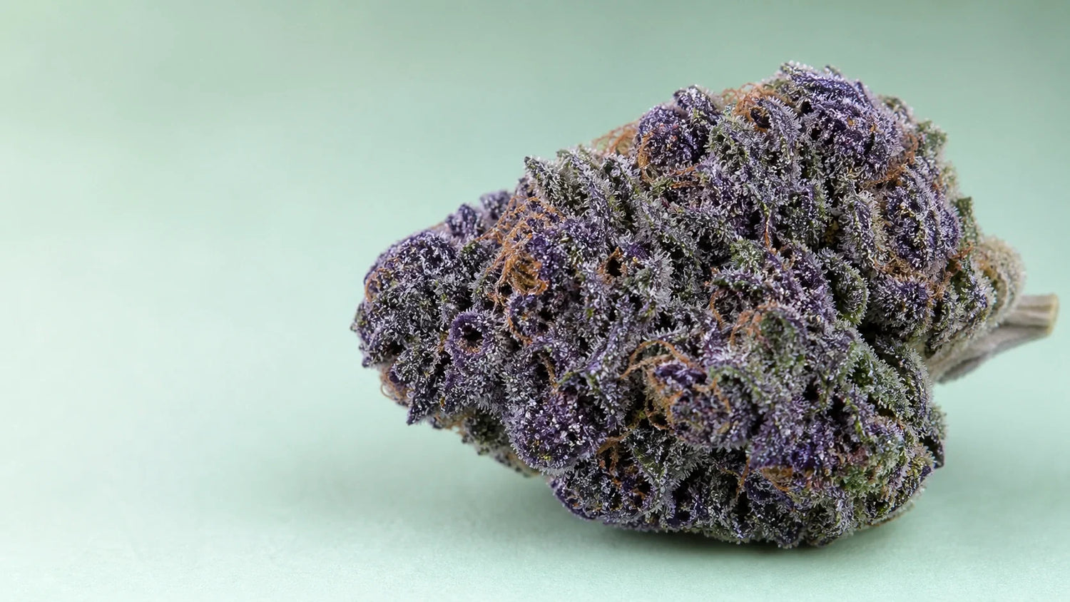 Blue Zushi Cannabisblüte mit violett-grünen Tönen und Trichomen