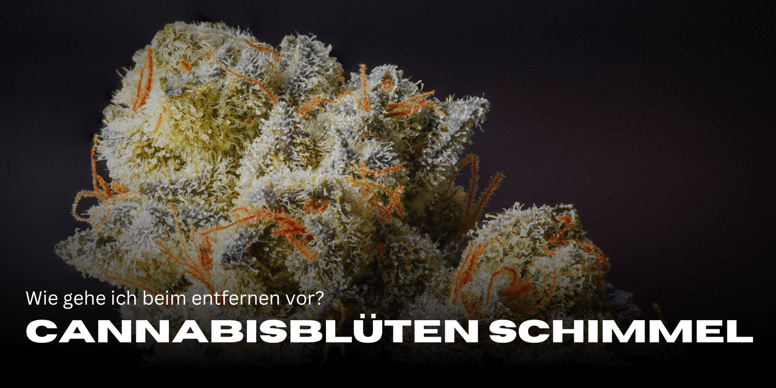 Cannabisblüten Schimmel entfernen: So gehst du vor ✅