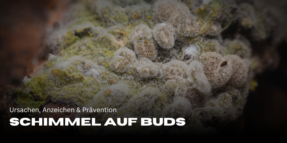 Schimmel auf Buds: Ursachen, Anzeichen & Prävention
