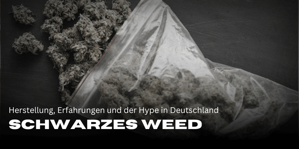 Schwarzes Weed - Sorten, Herstellung, Erfahrungen und der Hype in Deutschland