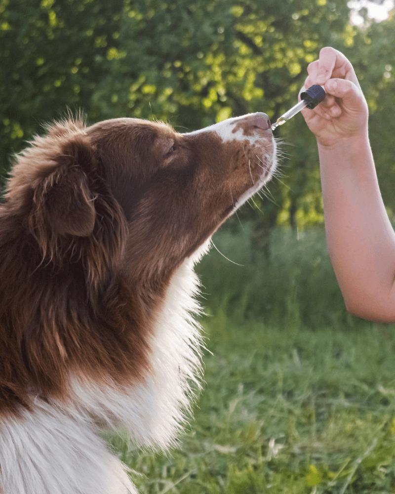 CBD Öl für Tiere-HHCFriends
