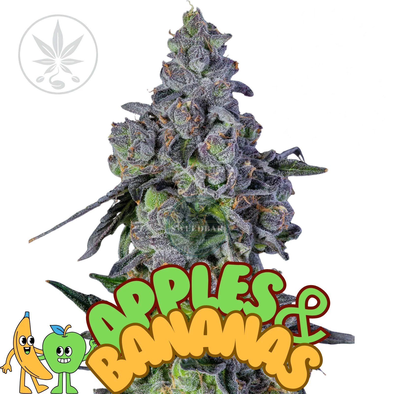 Cannabis Steckling Apples & Bananas-HHCFriends