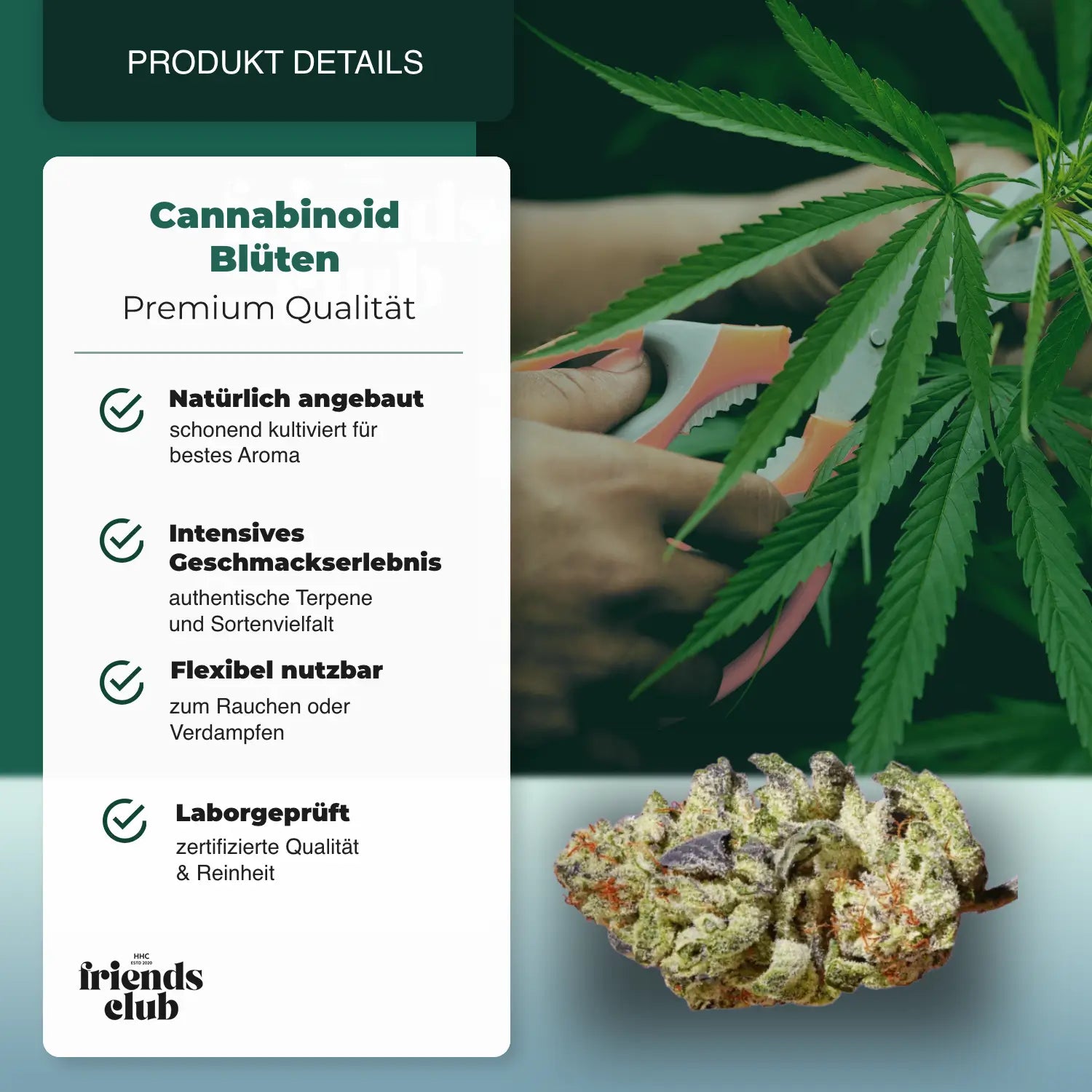 CBD Blüten Purple Haze 1g - hhcfriends