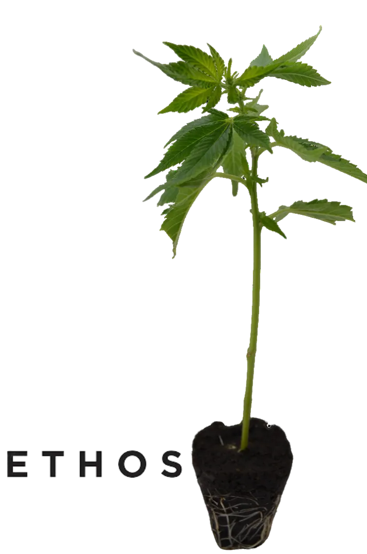 Cannabis Steckling Lilac Cookies von Ethos Genetics