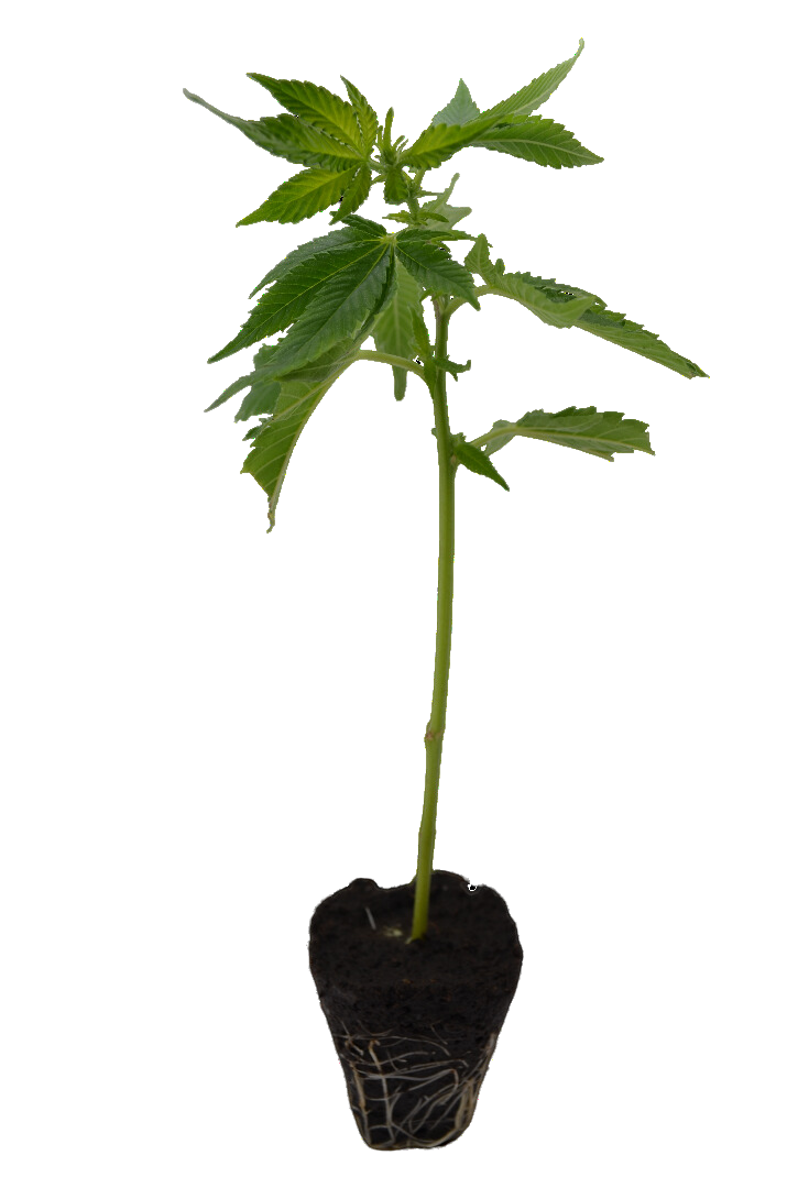 Premium Cannabis Stekken Mimosa Orange Punch