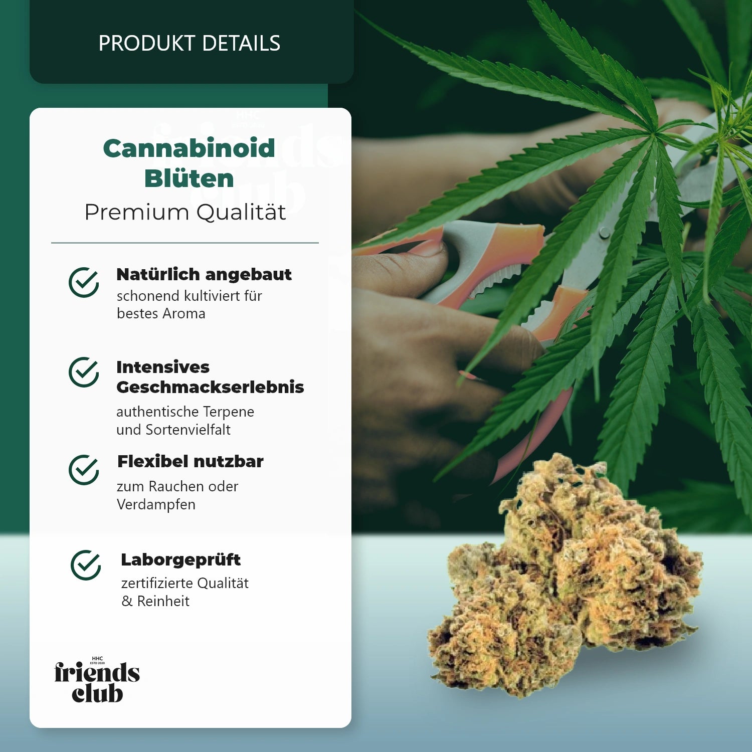 CBD Blüte Mango Kush THC Low-HHCFriends