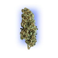 Cannabis Seeds Gorilla XL auto. 3 Stück