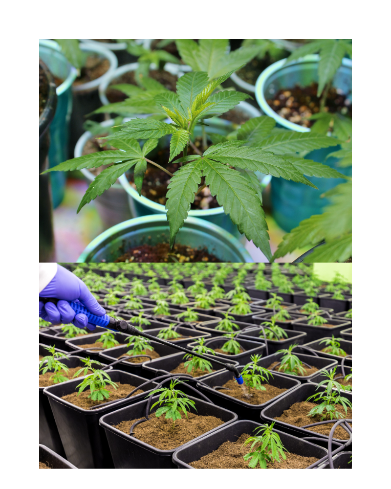 Cannabis Pflanze in einem Topf