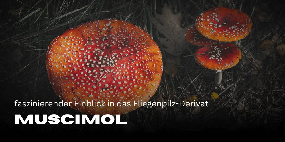 Muscimol: Ein faszinierender Einblick in das Fliegenpilz-Derivat