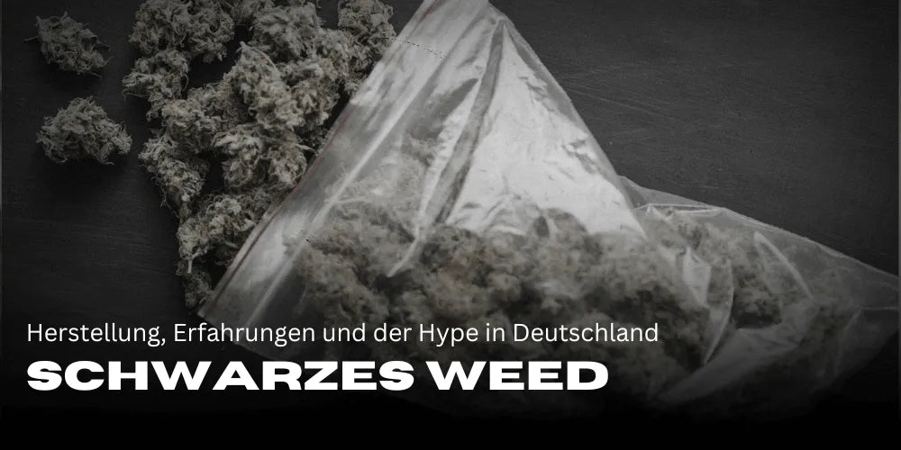 Schwarzes Weed: Herstellung, Erfahrungen und der Hype in Deutschland