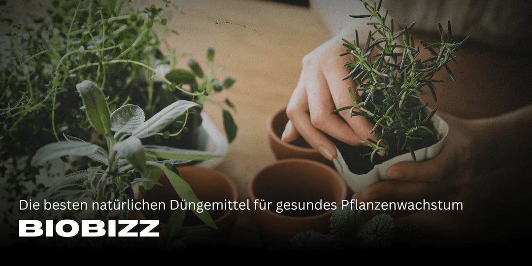 Biobizz: Die besten natürlichen Düngemittel für gesundes Pflanzenwachstum