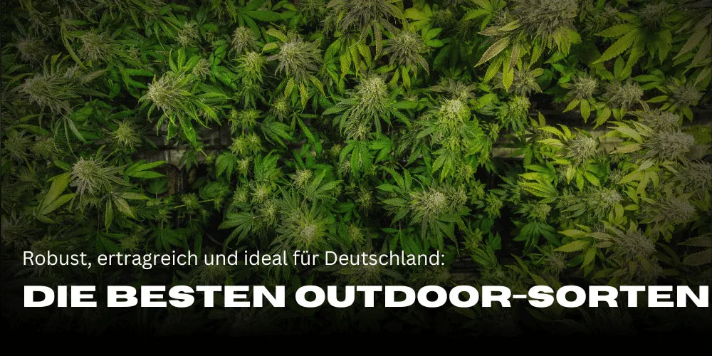 Die besten Outdoor-Cannabissorten in Deutschland entdecken-Smagro GmbH